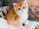 George - British Shorthair Kitten For Sale - WA&comma; US