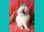 Cheesecake & Cracker Jack Litter - Ragdoll Kitten For Sale - Wimauma&comma; FL&comma; US