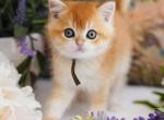 Figaro - British Shorthair Kitten For Sale - 