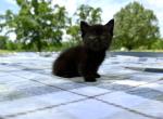 Luna - Munchkin Kitten For Sale - Jemison&comma; AL&comma; US