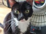 Vanessa - Snowshoe Kitten For Sale - Ocean Shores&comma; WA&comma; US
