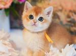 Flora - British Shorthair Kitten For Sale - WA&comma; US