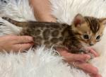 Brown male Bengal kitten - Bengal Kitten For Sale - CO&comma; US