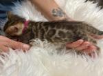 Brown Female Bengal kitten - Bengal Kitten For Sale - CO&comma; US