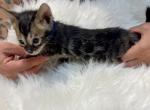 Cool brown Male Bengal kitten - Bengal Kitten For Sale - CO&comma; US