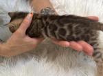 Brown male Bengal kitten TICA Registered - Bengal Kitten For Sale - CO&comma; US