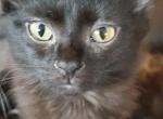 Rose - Ragdoll Kitten For Sale - Ocean Shores&comma; WA&comma; US