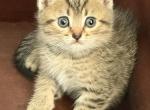 Lariki - Scottish Straight Kitten For Sale - Philadelphia&comma; PA&comma; US