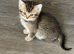 Lariki - Scottish Straight Kitten For Sale - Philadelphia&comma; PA&comma; US
