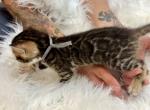 Brown male Gray collar - Bengal Kitten For Sale - CO&comma; US