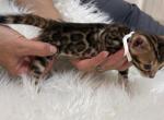 Brown male White collar - Bengal Kitten For Sale - CO&comma; US