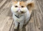 Orange white Persian - Persian Cat For Sale - Yatesville&comma; GA&comma; US