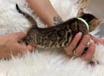 Brown female Seafoam collar - Bengal Kitten For Sale - CO&comma; US