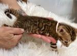 Brown female Salmon collar - Bengal Kitten For Sale - CO&comma; US