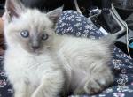 Baylee - Ragdoll Kitten For Sale - 