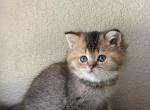 Golden ticked boy - Scottish Straight Kitten For Sale - Sun City Center&comma; FL&comma; US