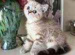 Marble Mink boy - Scottish Straight Kitten For Sale - Sun City Center&comma; FL&comma; US