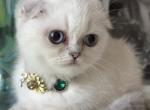 Silver shaded point girl - Scottish Fold Kitten For Sale - Sun City Center&comma; FL&comma; US