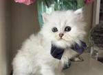 Black silver chinchilla boy - Scottish Straight Kitten For Sale - Sun City Center&comma; FL&comma; US