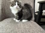 READY to MOVE OUT Boy Siberian  Purebred - Siberian Kitten For Sale - Old Bridge&comma; NJ&comma; US