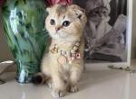XXS size golden chinchilla girl - Scottish Fold Kitten For Sale - Sun City Center&comma; FL&comma; US