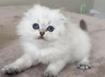 Golden shaded point girl - Scottish Fold Kitten For Sale - Sun City Center&comma; FL&comma; US