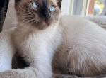 Frodo - Siamese Kitten For Adoption - Staten Island&comma; NY&comma; US