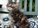 Mitzi - Siberian Kitten For Sale - Winchester&comma; VA&comma; US