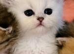 Gracy's Litter 1 - Persian Kitten For Sale - Dayton&comma; TX&comma; US
