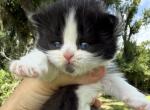 Black bicolor LH girl - Scottish Straight Kitten For Sale - Sun City Center&comma; FL&comma; US