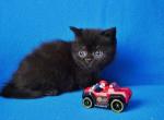 Bucky - Scottish Straight Kitten For Sale - North Richland Hills&comma; TX&comma; US