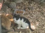 Oreo - Domestic Kitten For Sale - Portland&comma; OR&comma; US