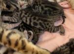 Litter of 5 one snow bengal - Bengal Kitten For Sale - Raeford&comma; NC&comma; US