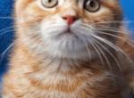 Bobby - Scottish Fold Kitten For Sale - North Richland Hills&comma; TX&comma; US