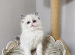 Luka - Ragdoll Kitten For Sale - Queens&comma; NY&comma; US