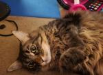 Hinata - Domestic Cat For Adoption - Carmichael&comma; CA&comma; US