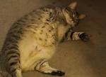 Winrey - Domestic Cat For Sale - Carmichael&comma; CA&comma; US