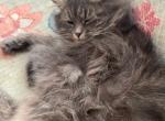 Catniss Everdeen litter - Siberian Kitten For Sale - Cumming&comma; GA&comma; US