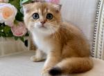 Scottish Fold Golden Male - Scottish Fold Kitten For Sale - 