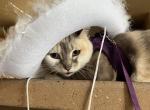 Cleopatra - Domestic Cat For Adoption - Austin&comma; TX&comma; US