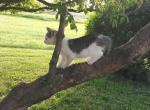 Cloves - Domestic Kitten For Sale - 