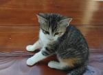 Nutmeg - Domestic Kitten For Sale - 