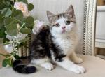 British Shorthair Bicolor Male - British Shorthair Kitten For Sale - 