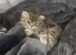 RubyRed - Persian Kitten For Sale - Cayce&comma; SC&comma; US