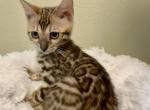 Brown Female Kitten Yellow Collar - Bengal Kitten For Sale - Rocklin&comma; CA&comma; US