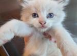 PANTHER BLUE BI COLOR - Ragdoll Kitten For Sale - Brooklyn&comma; NY&comma; US
