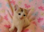 Reese - Domestic Kitten For Sale - Lancaster&comma; PA&comma; US