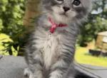 Umka Everest - Maine Coon Kitten For Sale - 
