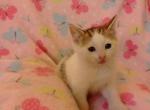 KitKat - Domestic Kitten For Sale - 