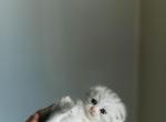 Scottish kittens - Scottish Fold Kitten For Sale - Spartanburg&comma; SC&comma; US